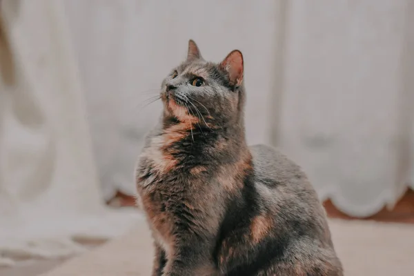 Söt Fluffig Tamkatt Som Sitter Golvet — Stockfoto