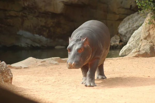 Zwykły Hipopotam Zoo — Zdjęcie stockowe