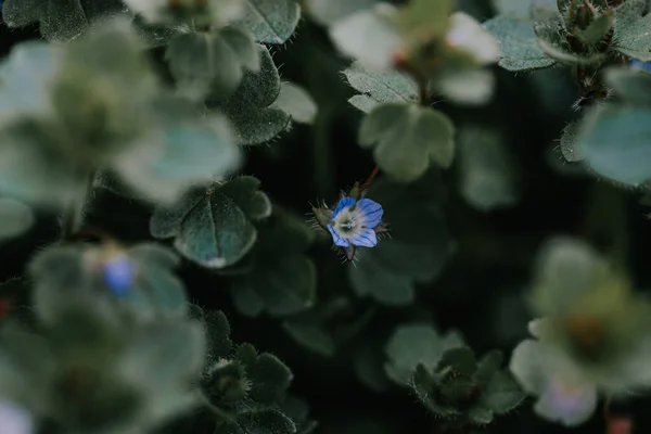 Enfoque Selectivo Pequeña Flor Azul —  Fotos de Stock