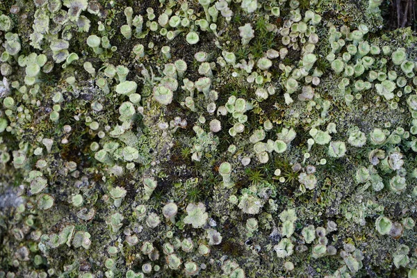Cladonia Lichens Üst Görüntüsü — Stok fotoğraf