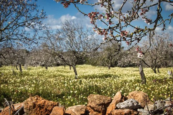 Fiori Bianchi Degli Alberi Fiore Giardino — Foto Stock