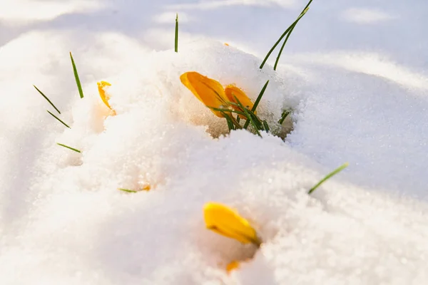 Zblízka Crocus Daffodilflower Rozkvetlém Sněhu — Stock fotografie