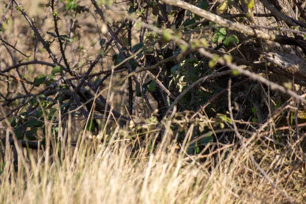 Een Close Uitzicht Van Boom Twijgen Bloeiende Het Vroege Voorjaar — Stockfoto