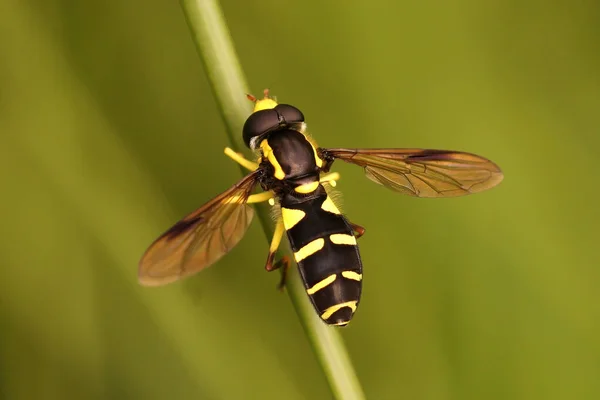 Primer Plano Una Hoverfly Hormiga Colina Espermática Una Rama Verde —  Fotos de Stock
