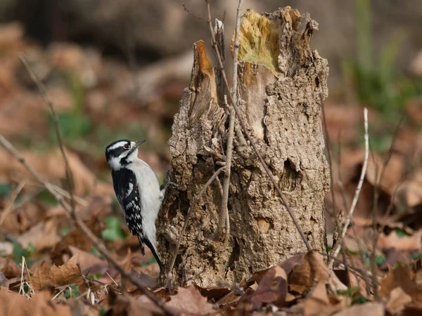 Vue Rapprochée Petit Pic Picoides Pubescens Sur Tronc Arbre Fond — Photo