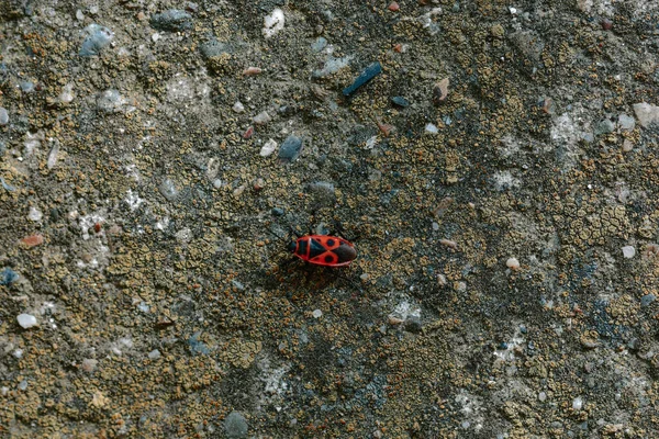 Insecto Soldado Rojo Con Puntos Negros Una Superficie Piedra — Foto de Stock