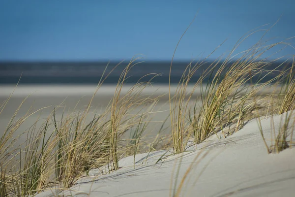 Ένα Κοντινό Πλάνο Του Χόρτου Αμμώδεις Αμμόλοφους Από Την Ακτή — Φωτογραφία Αρχείου