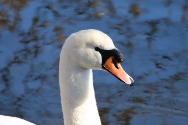 Närbild Bild Stum Svan Cygnus Olor Huvud Den Blå Bakgrunden — Stockfoto