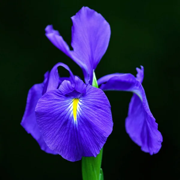 Sebuah Gambar Vertikal Bunga Iris — Stok Foto