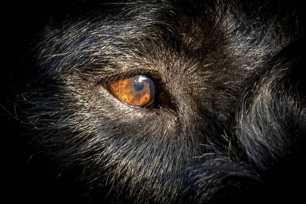 ドイツの有線ポインタの犬の目のクローズアップ ドイツ語Drahthaar — ストック写真