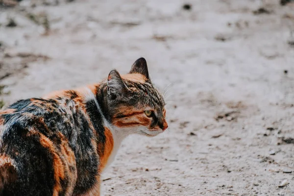 Une Mise Point Sélective Beau Chat Rue Tricolore — Photo