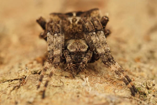 Närbild Ovanlig Spindel Marken Araneus Angulatus — Stockfoto