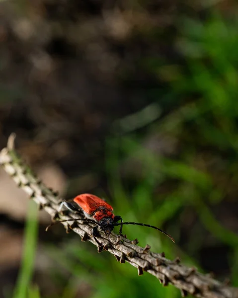 Una Toma Vertical Pyrrhidium Sanguineum Rojo — Foto de Stock