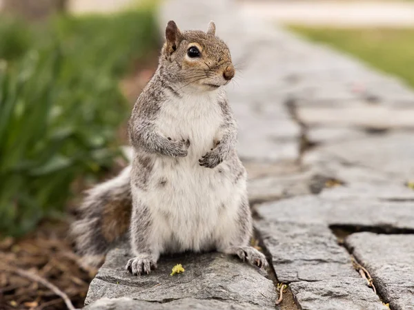 可愛い東灰色のリス Sciurus Carolinensis の密接な肖像画で 小さな尖った耳が遠くを見ています — ストック写真