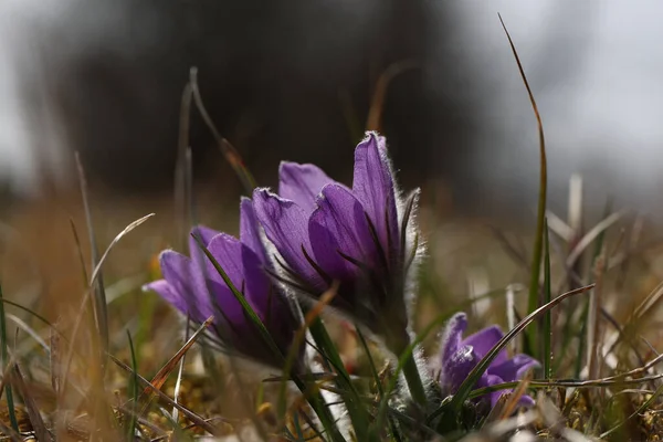 Closeup Shot Beautiful Purple Fluffy Flower Oriental Pulsatilla Patens Pasqueflower — Stock Photo, Image