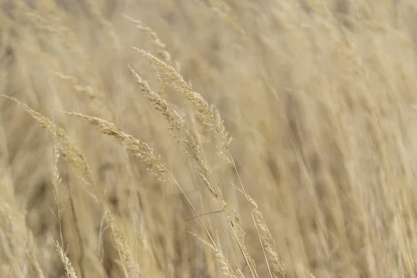 Дозрілі Пшеничні Вуха Летять Вітрі — стокове фото