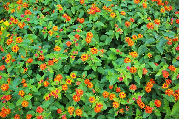 Krásný Výhled Oranžové Květy Lantana Camara Zahradě — Stock fotografie