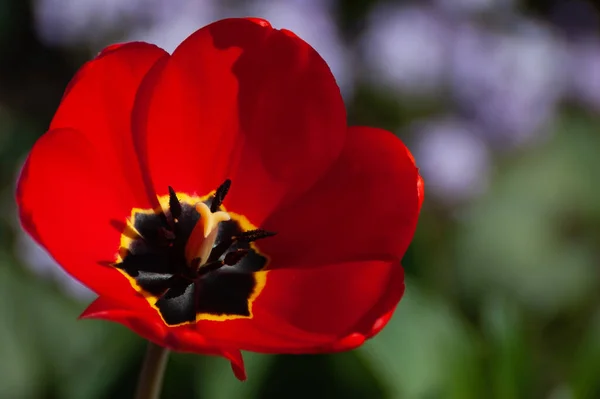 Eine Selektive Fokusaufnahme Einer Schönen Roten Tulpe — Stockfoto