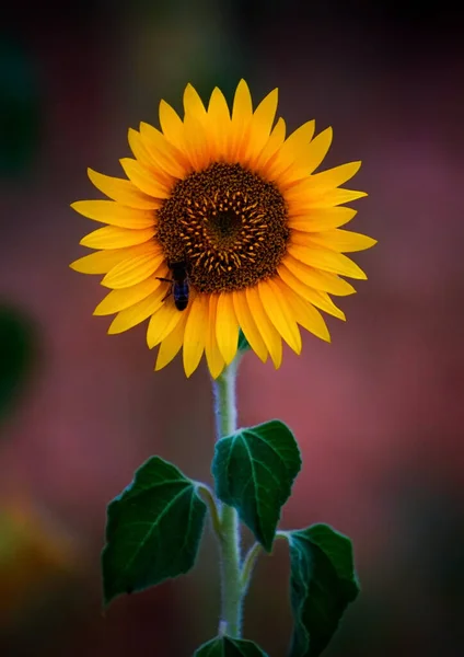 Plan Vertical Insectes Sur Tournesol Vibrant — Photo