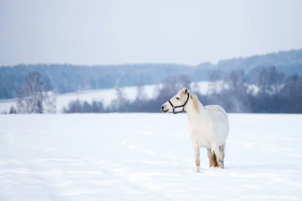 Ένα Όμορφο Άσπρο Άλογο Τρέχει Στο Χιόνι — Φωτογραφία Αρχείου