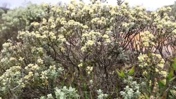 Flores Bonitas Jardim — Vídeo de Stock