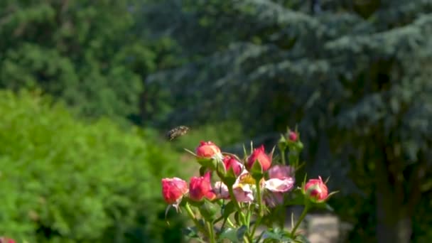 Belles Fleurs Dans Jardin — Video