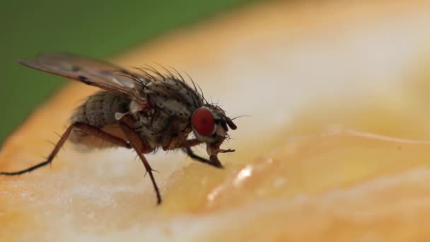 Close Van Een Insect Wilde Natuur — Stockvideo