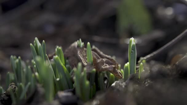 Hermosas Flores Primavera Jardín — Vídeos de Stock