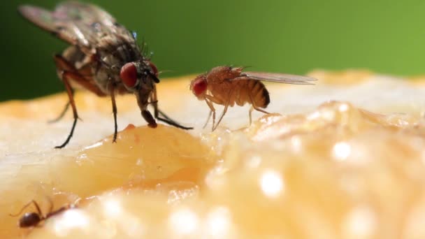 Närbild Fluga Och Myror Bit Apelsin — Stockvideo