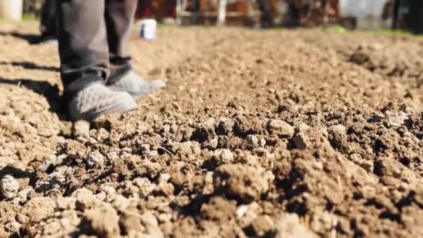 Agricultor Que Trabalha Jardim — Vídeo de Stock