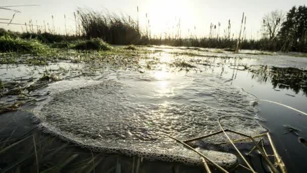 Bella Vista Sul Fiume Nella Foresta — Video Stock