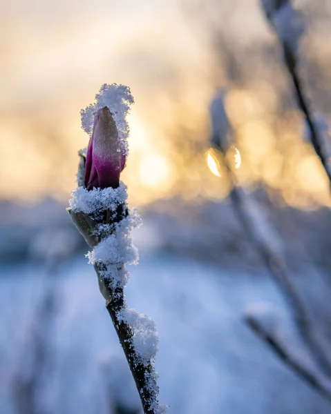Selektywne Ujęcie Ostrości Kwitnącej Gałązki Wiosennego Drzewa Pokrytego Zimowym Śniegiem — Zdjęcie stockowe