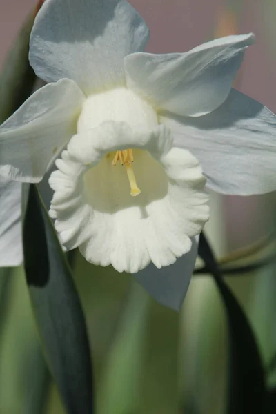 정원에 Daffodil Closeup — 스톡 사진