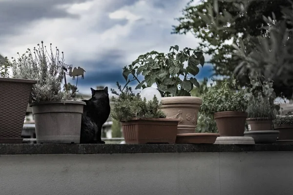 Gatto Guardando Cielo Minaccioso Con Nuvole Una Parete — Foto Stock