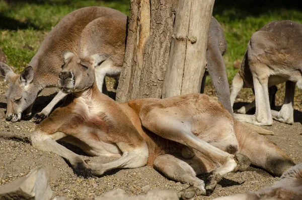 Eine Gruppe Kängurus Zoo — Stockfoto