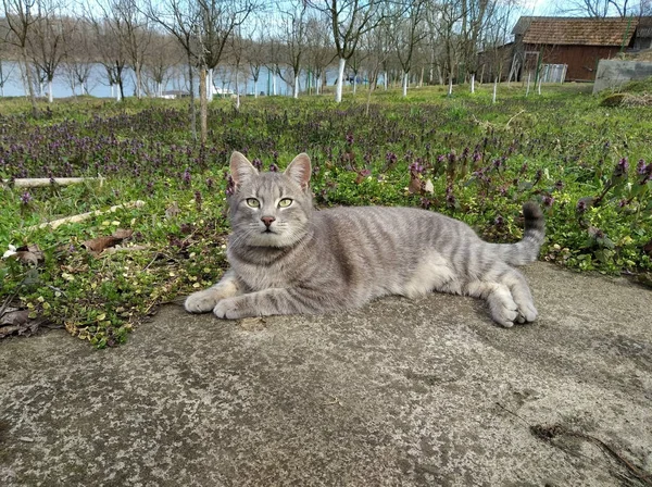 Enfoque Selectivo Gato Gris Acostado Suelo Con Flores Lavanda Campo — Foto de Stock