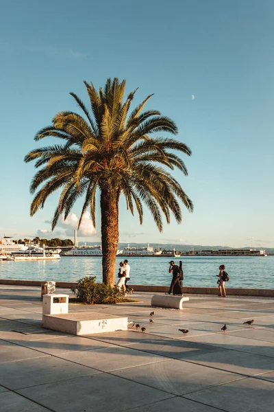 Split Croatia Setembro 2020 Palmeira Riva Cidade Dálmata Pessoas Estão — Fotografia de Stock