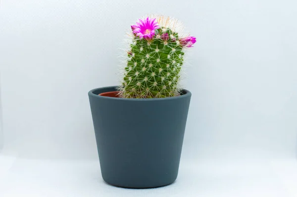 Een Close Shot Van Een Bloeiende Cactus Een Blauwe Bloempot — Stockfoto