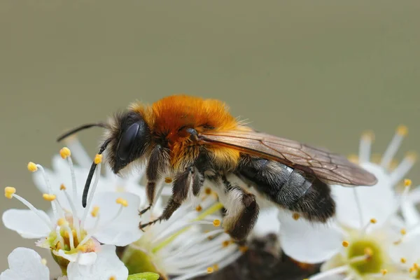 Ένα Κοντινό Πλάνο Μιας Γκρίζας Μέλισσας Εξόρυξης Της Αντρίνα Νιτίντα — Φωτογραφία Αρχείου