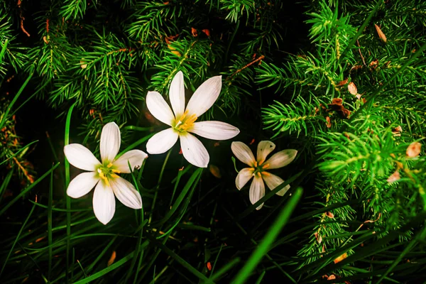 ニューサウスウェールズ州ゴスフォード江戸川記念庭園の美しい白い花 — ストック写真