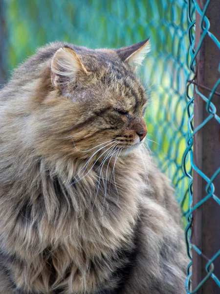 Μια Κοντινή Πλαϊνή Άποψη Μιας Μεγαλοπρεπούς Γούνινης Γάτας Μπροστά Από — Φωτογραφία Αρχείου