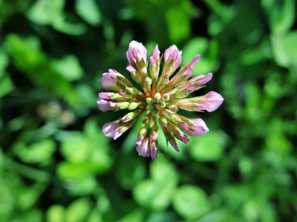 Closeup Top View Shot Pink Clover Flower Blurred Green Background — Stock Photo, Image