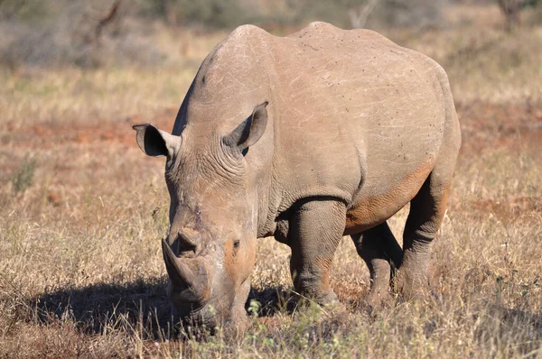 Nahaufnahme Eines Nashorns Das Gras Frisst Afrikanische Tierwelt — Stockfoto