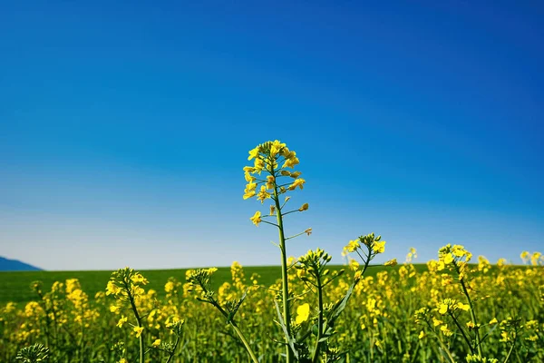 油菜籽绽放的田野 农业景观 蓝天白云 — 图库照片