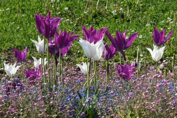 Closeup Shot White Violet Typical Looking Tulips Open Buds — Stock Photo, Image