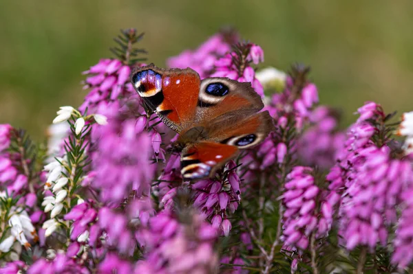 Πεταλούδα Του Μάτι Παγώνι Κάθεται Στο Μωβ Erica Darleyensis Λουλούδι — Φωτογραφία Αρχείου