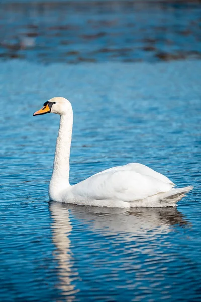 Enfoque Selectivo Elegante Cisne Mudo Flotando Lago — Foto de Stock