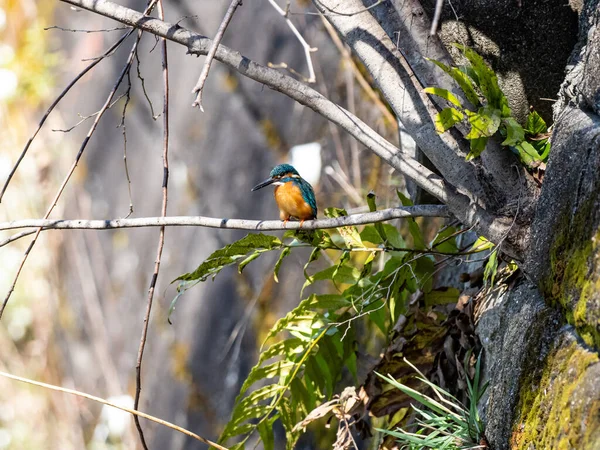 Selective Focus Shot Common Kingfisher Perched Branch — Stock Photo, Image