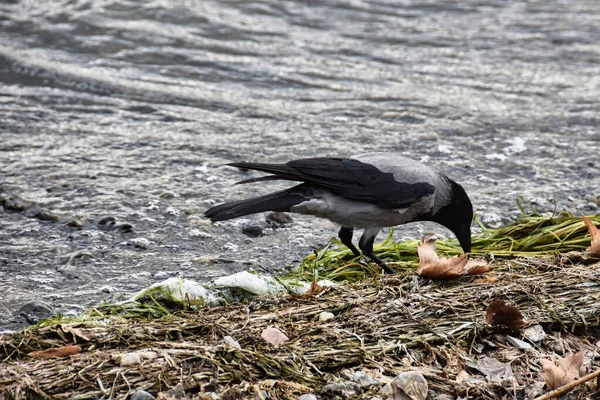 Горизонтальный Крупный План Ворона Капюшоне Corvus Cornix Ищущего Пищу Рядом — стоковое фото