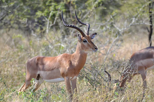 Disparo Horizontal Impala Masculino Aepyceros Melampus África — Foto de Stock